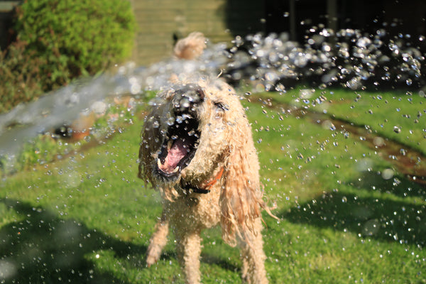 dog being sprinkled with water