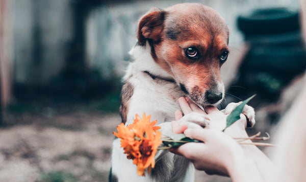 How to deal with separation anxiety in dogs