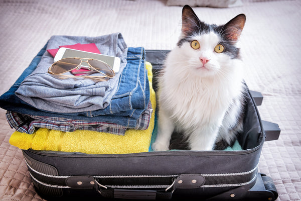 How to travel safely with your pet: by car, airplane or train