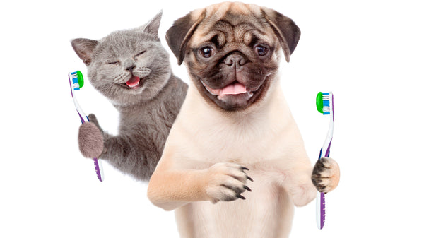 Tips for Maintaining Your Dog Dental Health