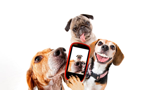 How to socialize your dog