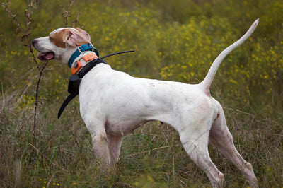 What is a dog training collar and how it works
