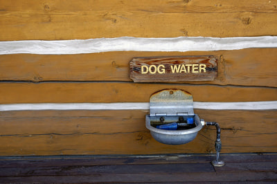 Why You Should Buy a Water Fountain for Your Pet