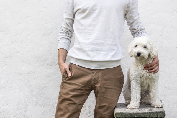 Dog clicker training: how to do it?