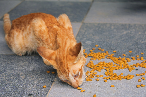 cat eating kibble