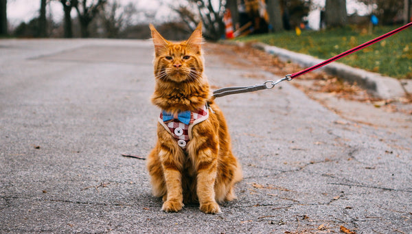 How to train your cat to walk on a leash?