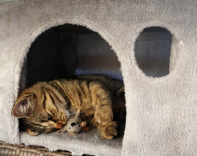 How can you entertain your cat at home?