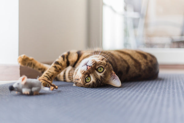 What you should know about exercising your cat