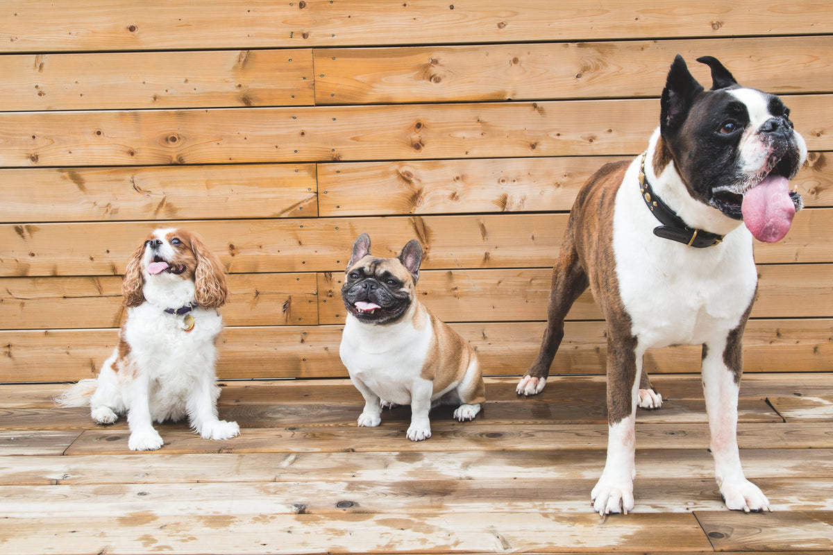 How to cut your dog’s nails at home?