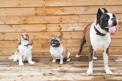 How to cut your dog’s nails at home?