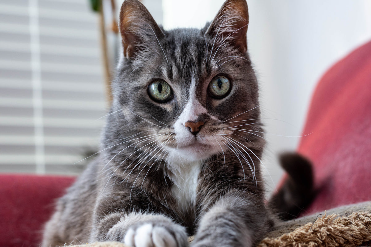 grey cat