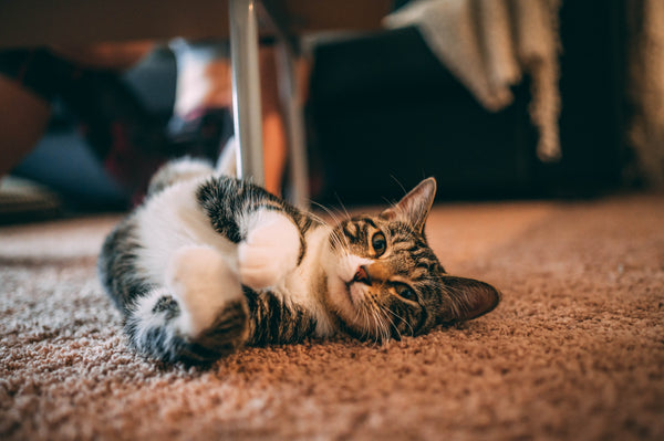 How do I trim my cat's nails? (Explained step by step)