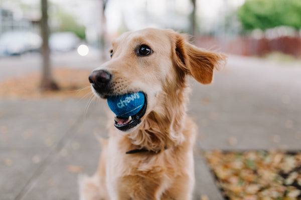golden retriever with a ball in its mouth