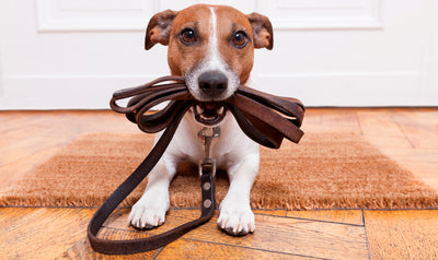 How to choose a dog leash