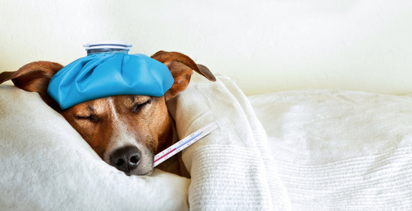 Keep your pet dog from catching cold