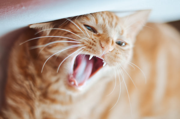 red cat yawning
