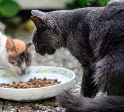 What's the Difference Between Dog Food and Cat Food?