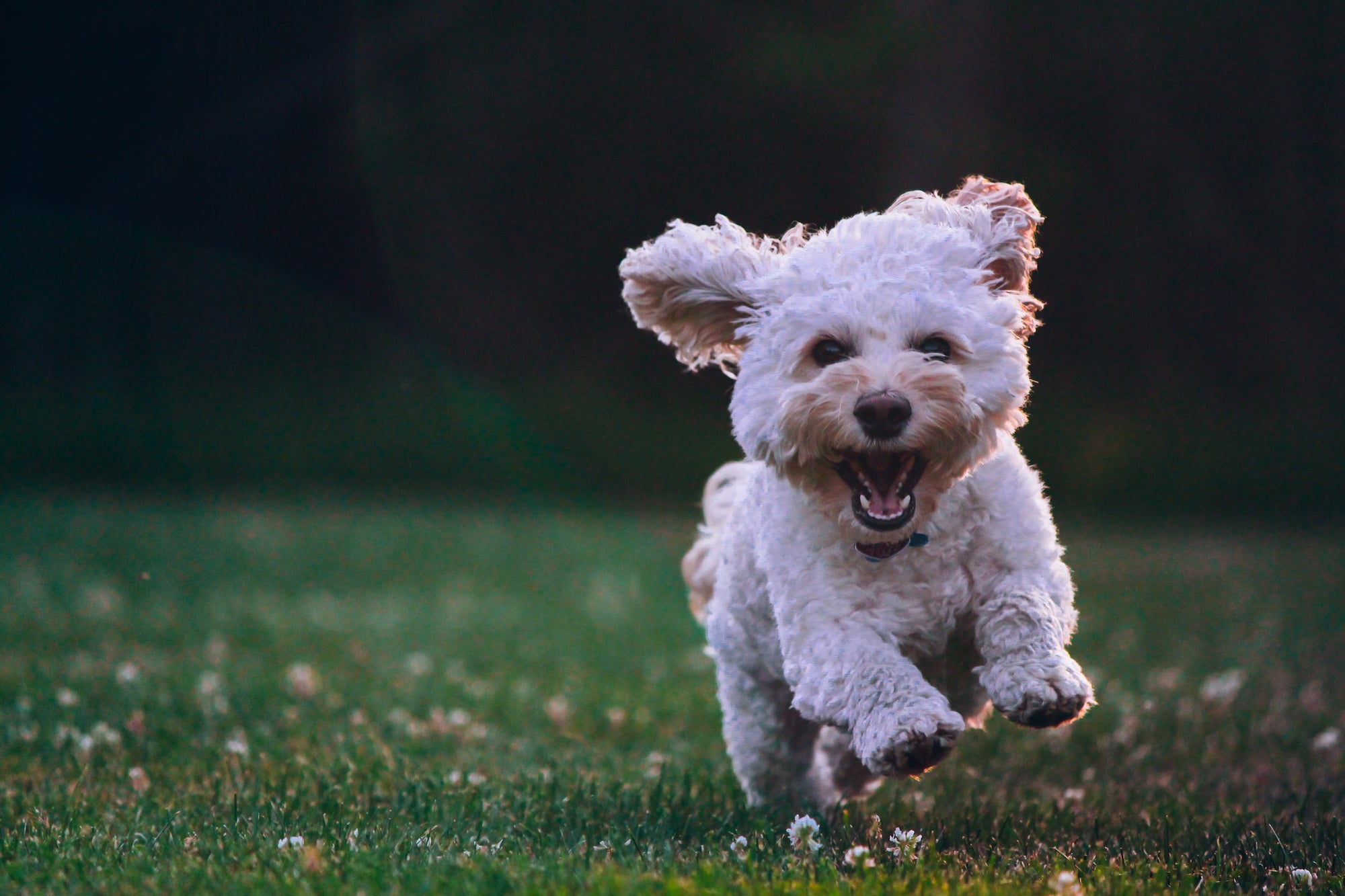 white dog running