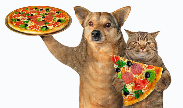 How to Fatten Up a Dog Fast and Safely