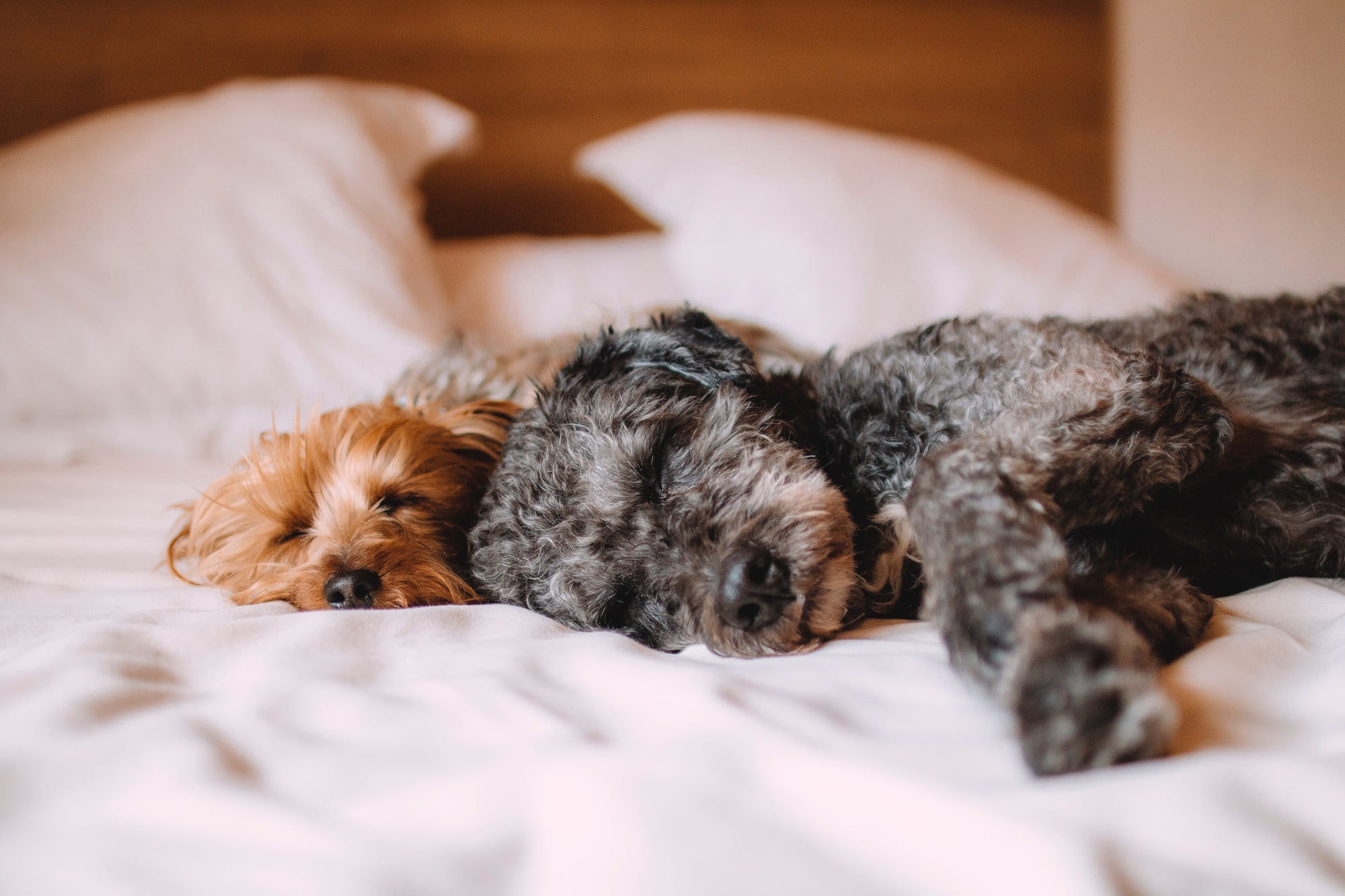 two dogs sleeping in bed