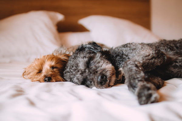 two dogs sleeping in bed
