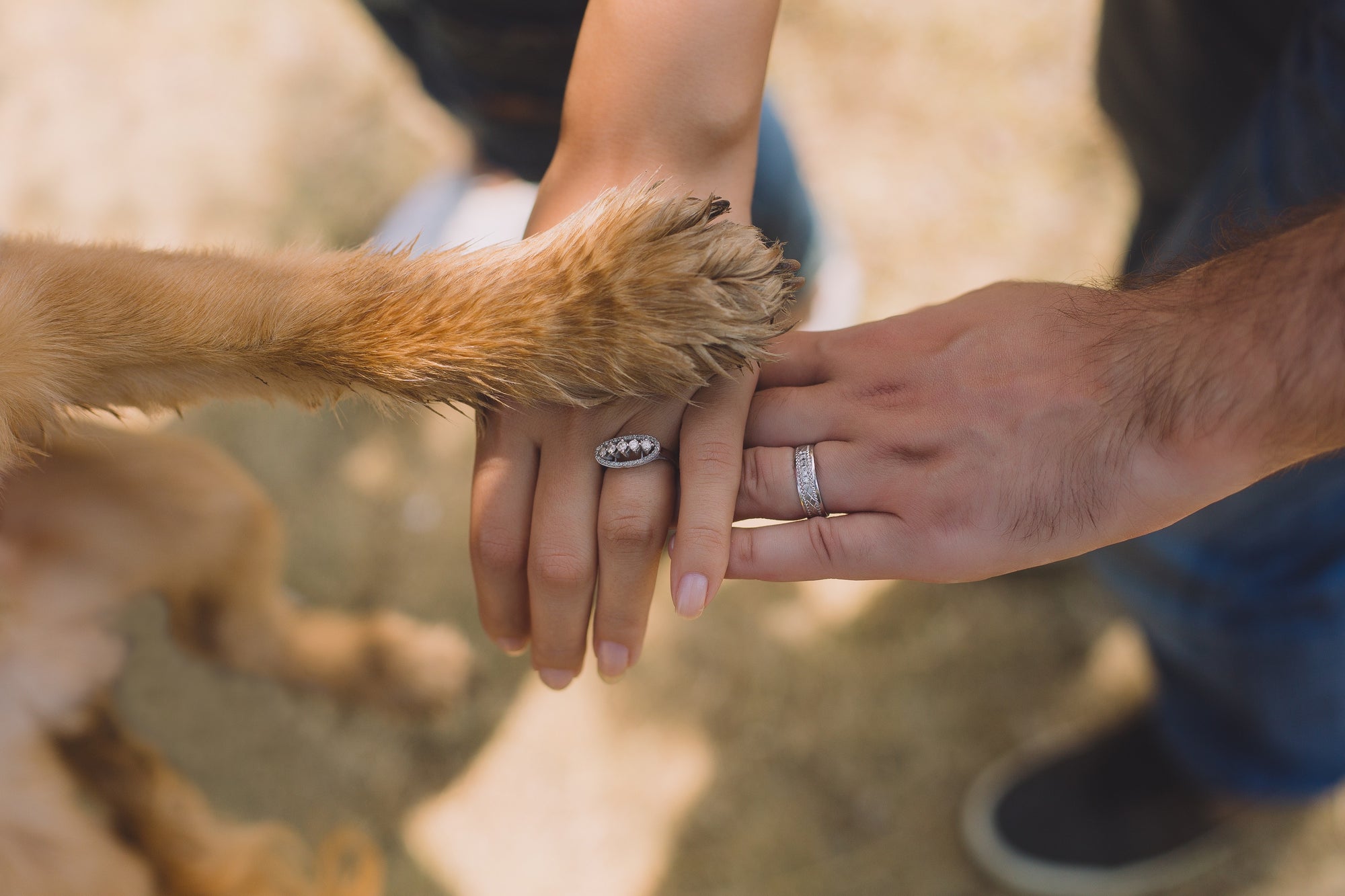dog paw