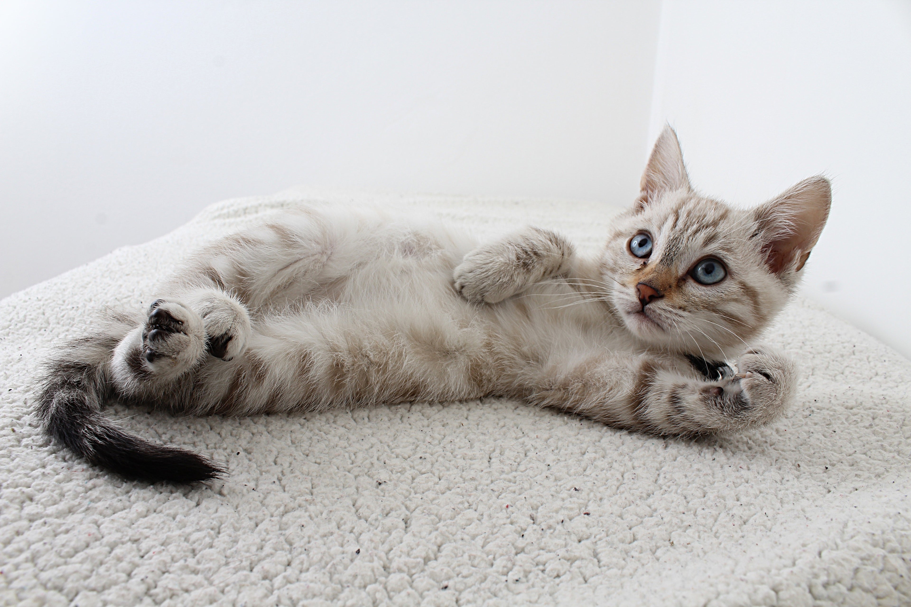 grey kitten