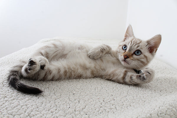 grey kitten