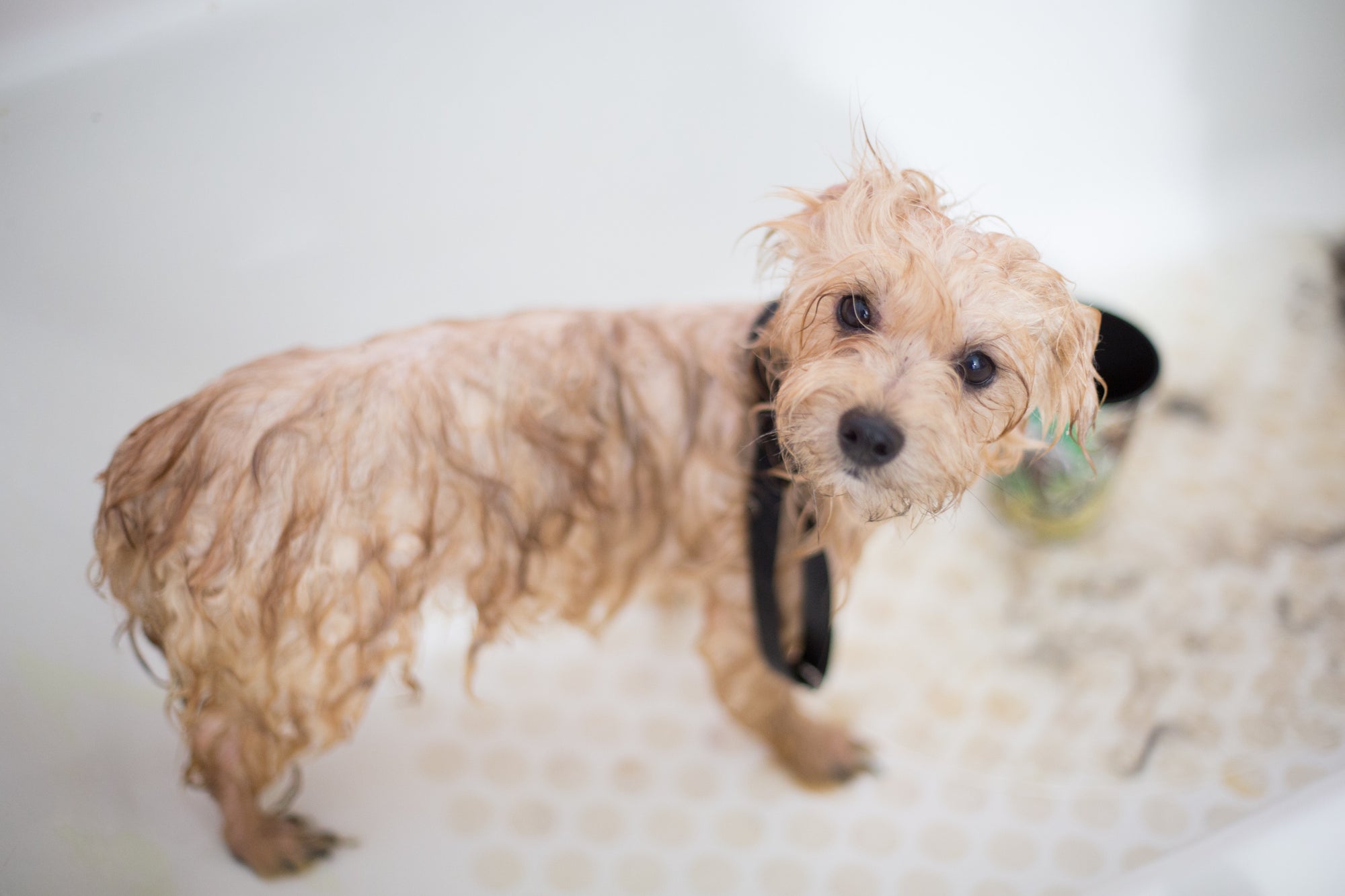 dog in bathtub