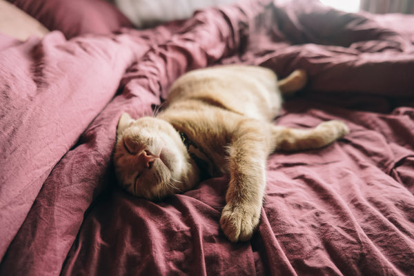 cat laying in bed