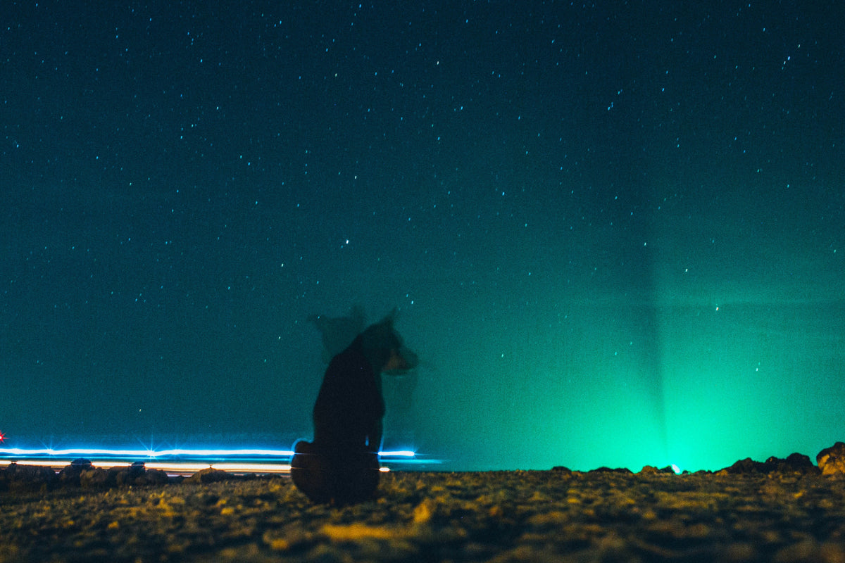 dog in the dark
