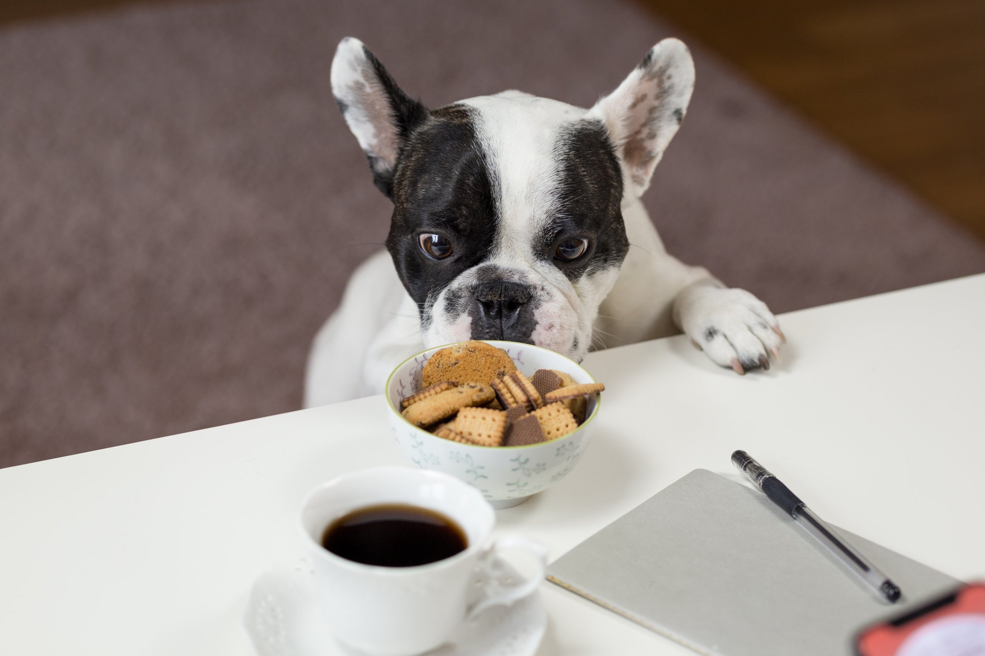 French bulldog sniffing cookies