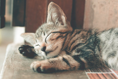 grey kitten sleeping
