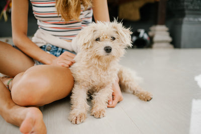 Everything you need to know about a dog in heat