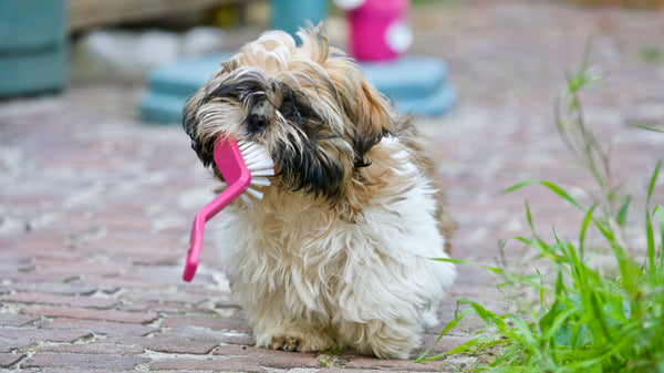 dog carrying a brush