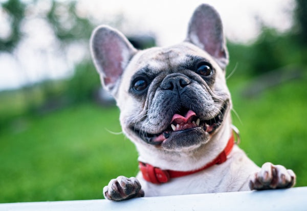 How often should I go to the grooming salon with my dog?