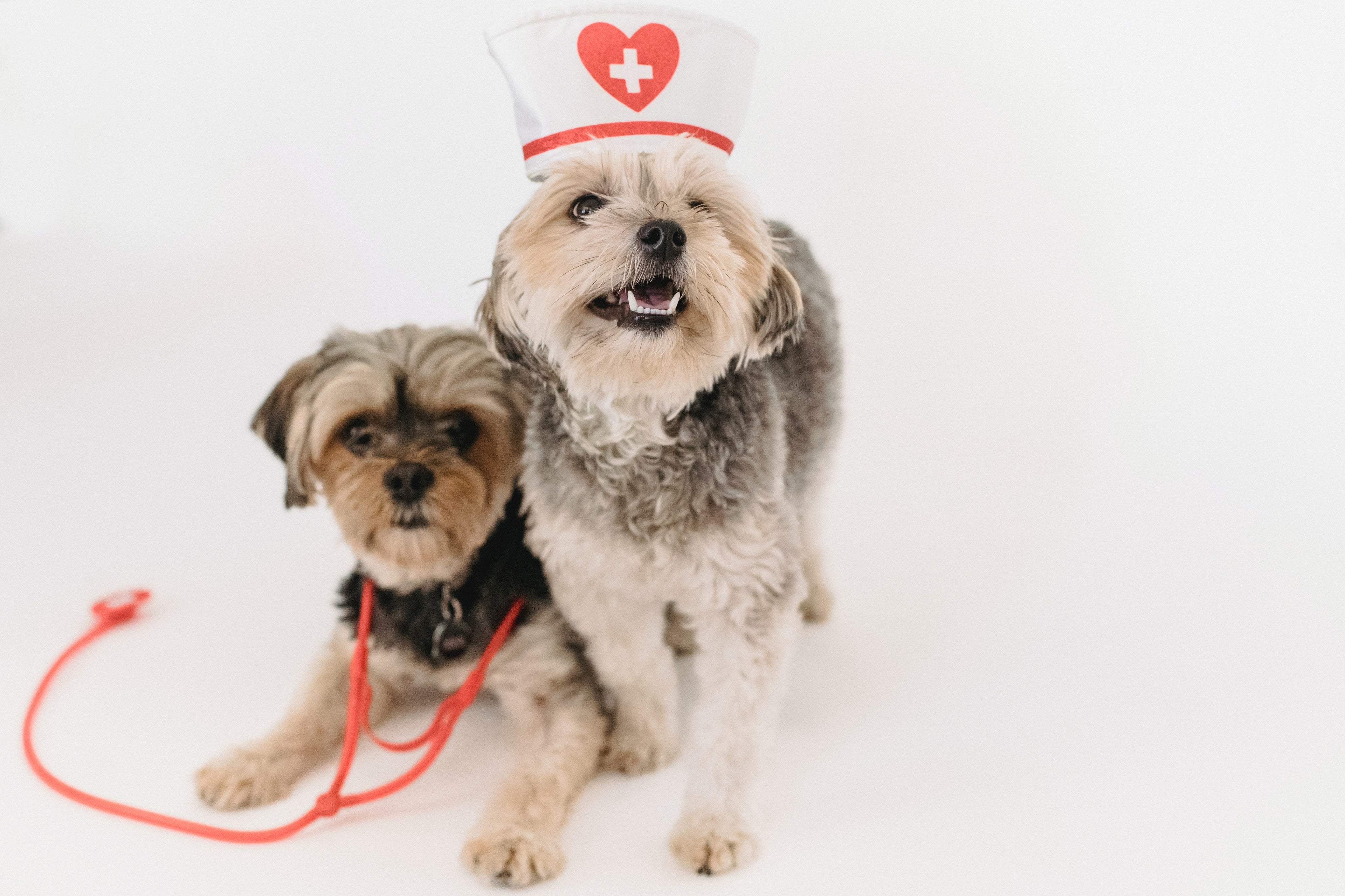 two dogs in costumes