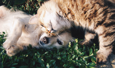 dog and cat on grass