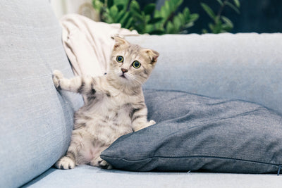 confused cat