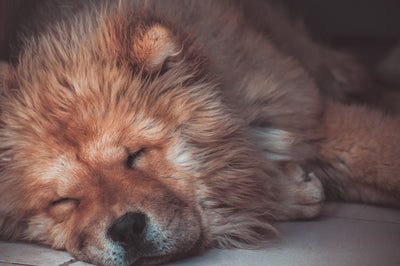 How to choose a dog harness for your pet? 