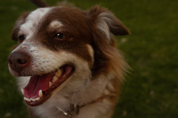 How should I care for my dog's teeth?