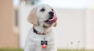 How to choose a dog collar?