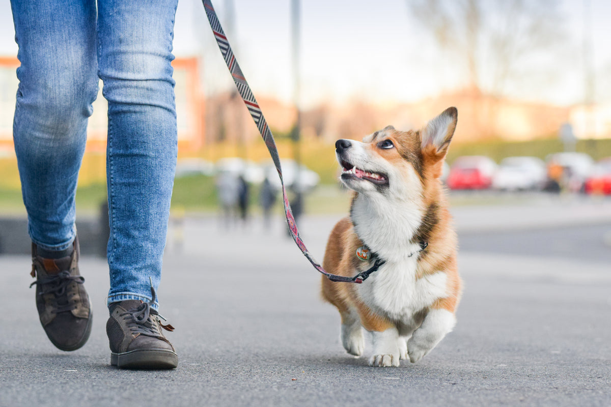 How to Leash Train a Puppy