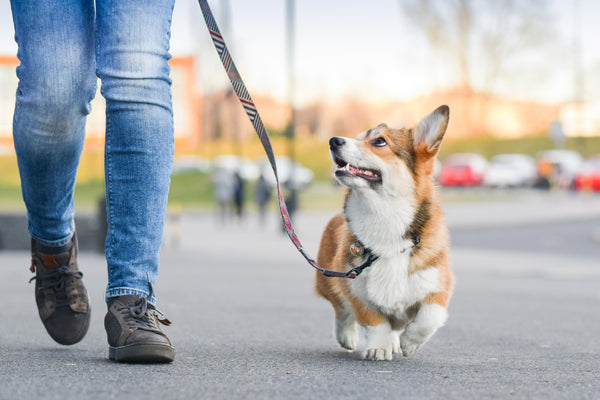 How to Leash Train a Puppy