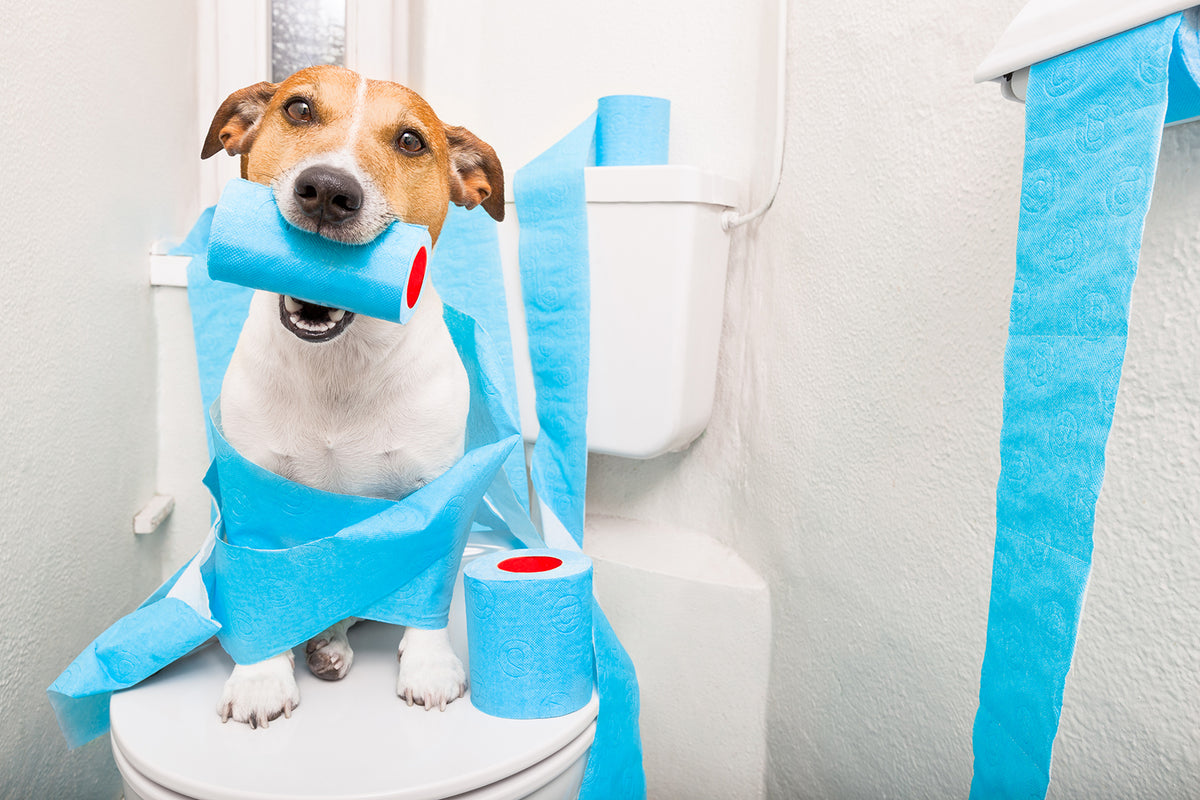 HOW TO TEACH YOUR DOG TO PEE