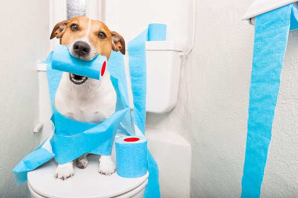 HOW TO TEACH YOUR DOG TO PEE