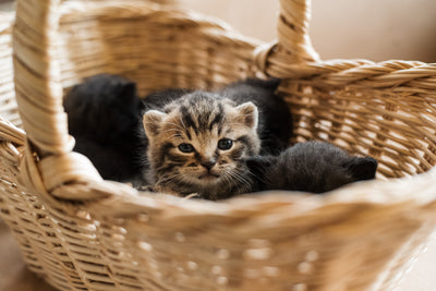 kitten in a basket
